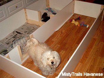 23 best puppy whelping images on pinterest aussie puppies newborn puppy care