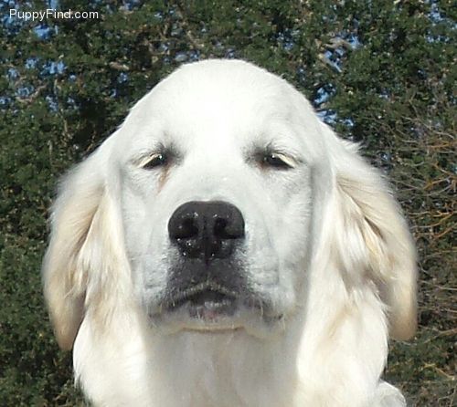 white golden retriever puppies for sale in pa best 25 white golden retrievers ideas on golden retrievers white white golden retriever puppies for sale in pa best 25 white golden retrievers ideas on golden retrievers white