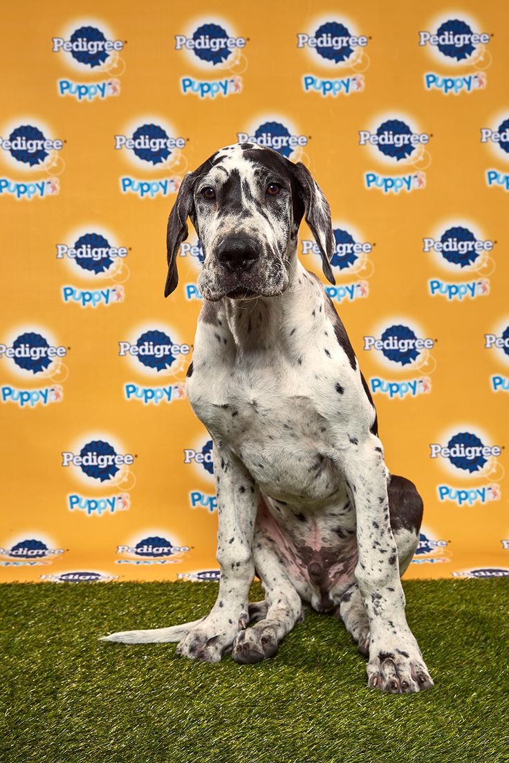 Puppy Bowl 2020 Photos in 2020 Puppy bowls, Puppies