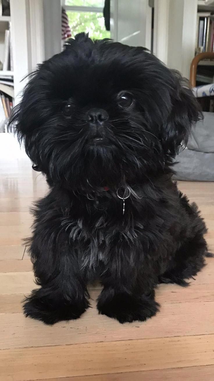 Shih Tzus Exercise Needs Shihtzumom Shitzuaracaju Shihtzucare