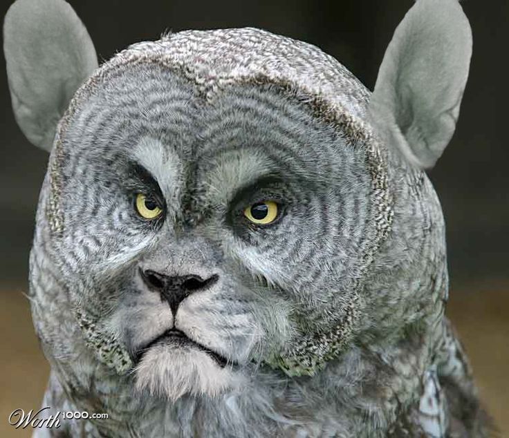 Owl Lion Mix Owlion