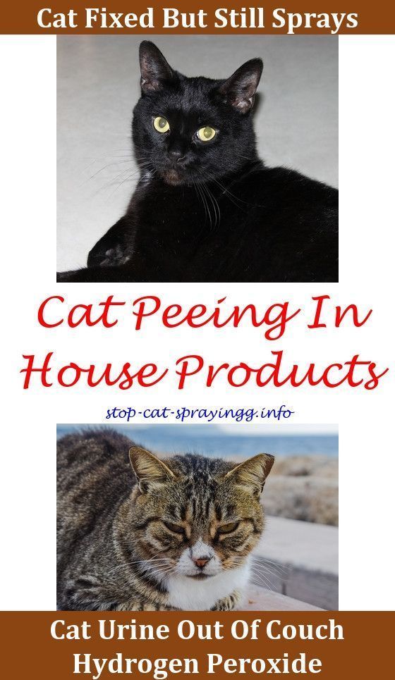 Male cats peeing Male cats peeing