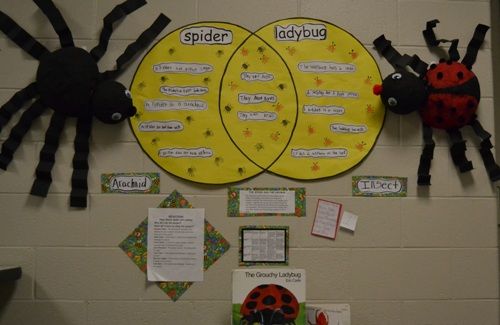 compare contrast spiders and ladybugs higher order venn diagram a or b