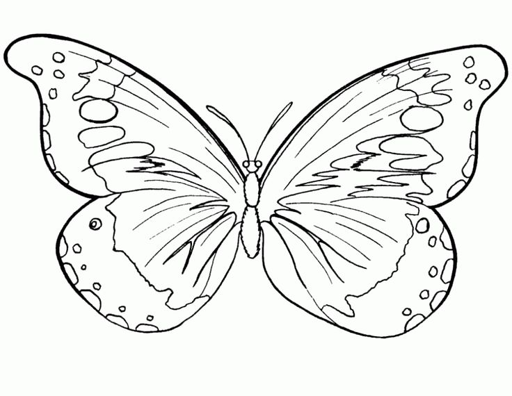 color pages of butterflies