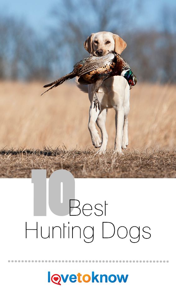 10 Best Hunting Dogs Bird Dog Training Dogs Hunting Dogs