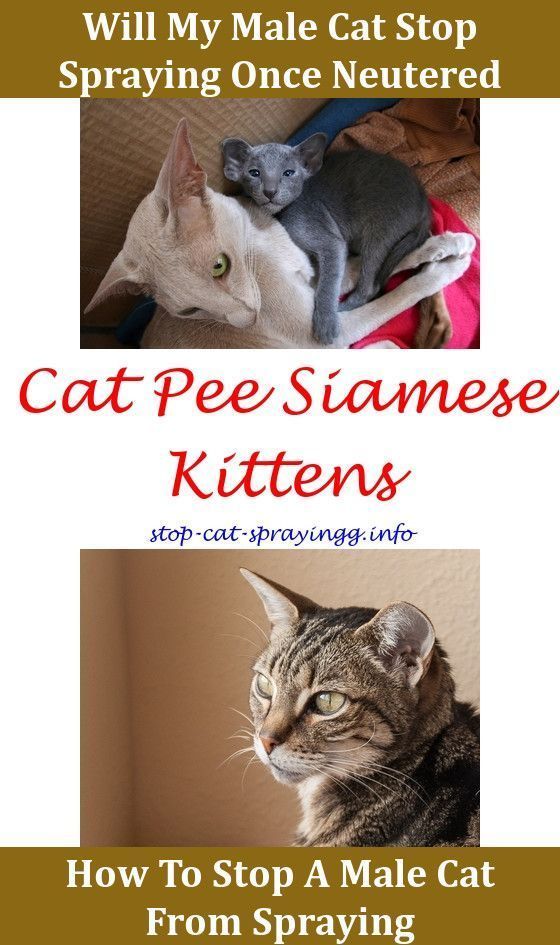 Cat Urine Cleanses Home Remes For On Carpet Ing Cat Urine Cleanses Home Remes For On Carpet Ing Dogs Life Out Of Clothes How To Get Rid Spray