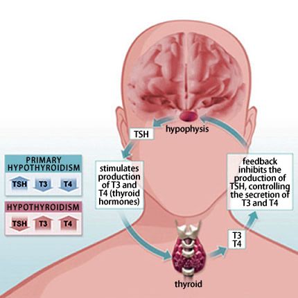 Best Natural Remedy Book For Thyroid Best Natural Remedy Book For Thyroid