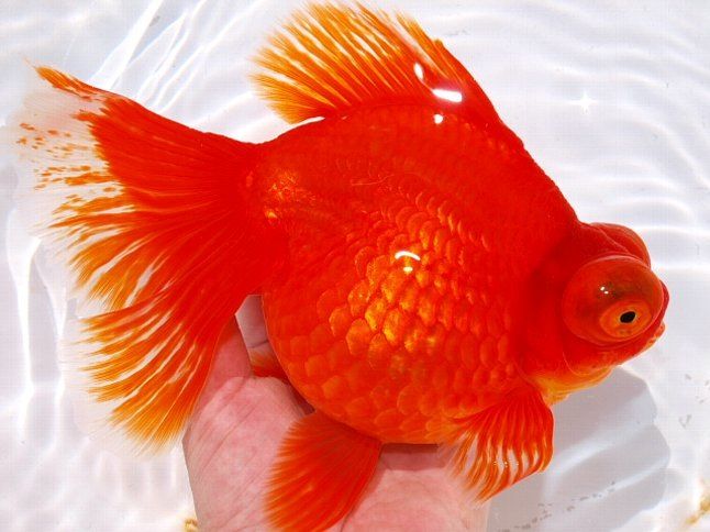Gold moor goldfish hot sale
