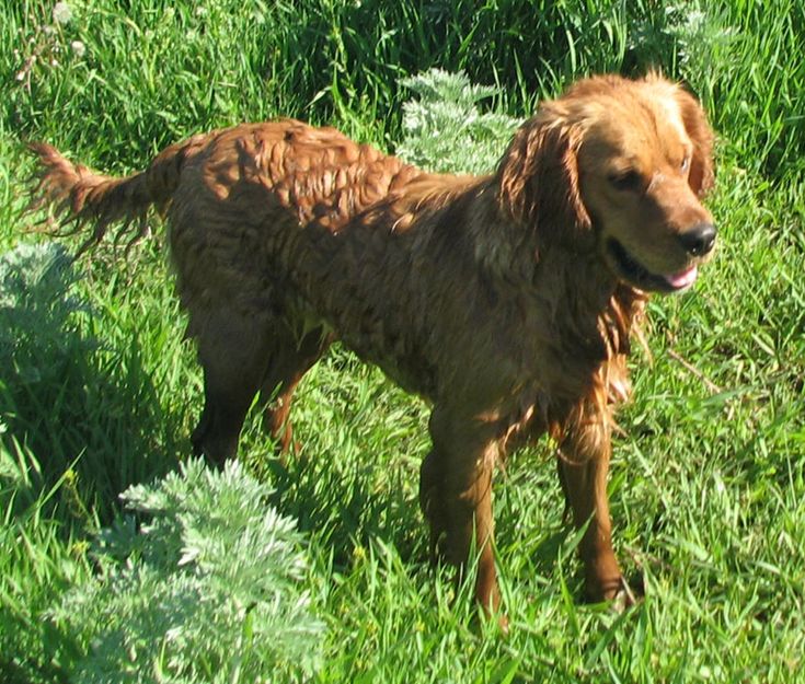 golden cocker retriever ohio best 25 golden cocker retriever ideas on golden retriever cocker spaniel golden cocker retriever ohio best 25 golden cocker retriever ideas on golden retriever cocker spaniel