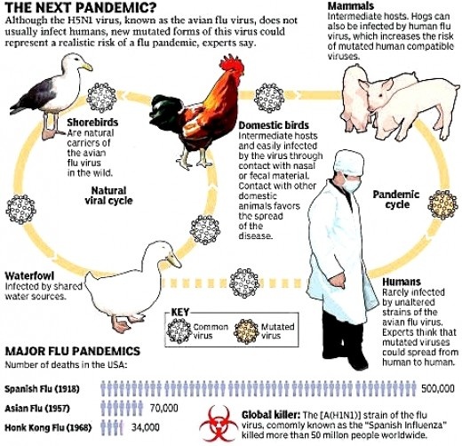 Who discovered avian influenza