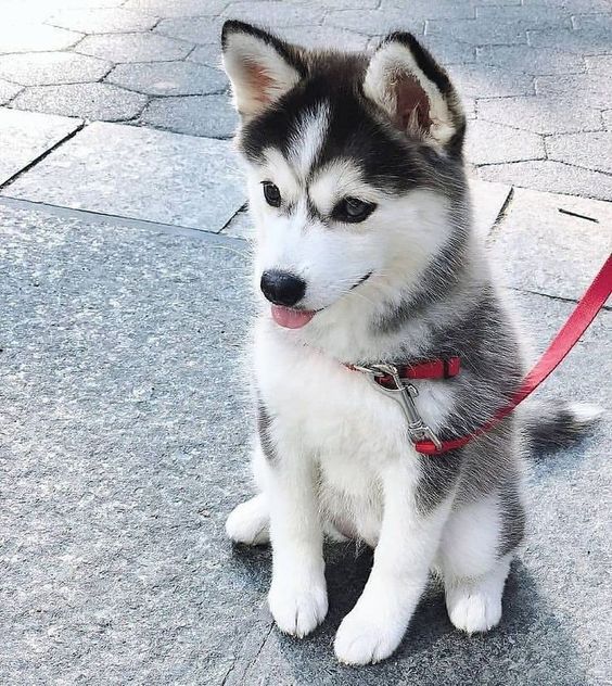 Finding The Perfect Dog Name For Your New Best Friend Puppies