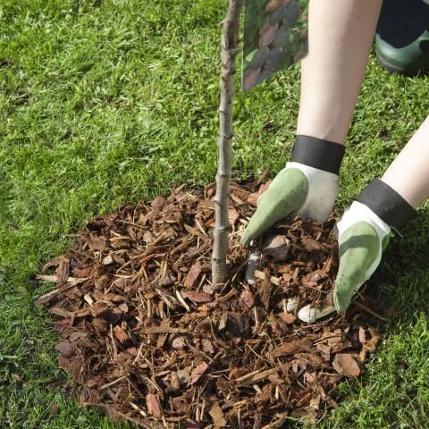 Die besten 25+ Rindenmulch Ideen auf Pinterest Vorgarten ideen - vorgartengestaltung mit rindenmulch und kies Die besten 25+ Rindenmulch Ideen auf Pinterest Vorgarten ideen - vorgartengestaltung mit rindenmulch und kies