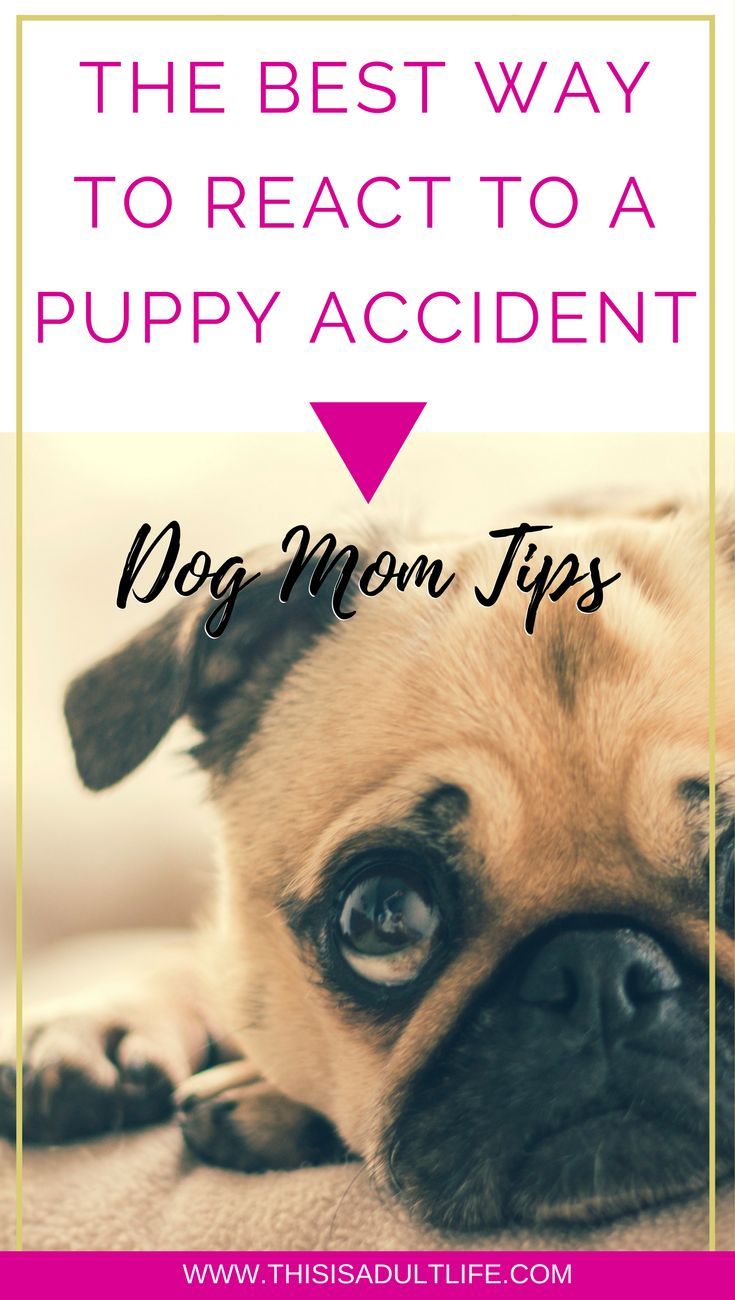 The Best Way To React To A Puppy Accident Puppy Potty Training