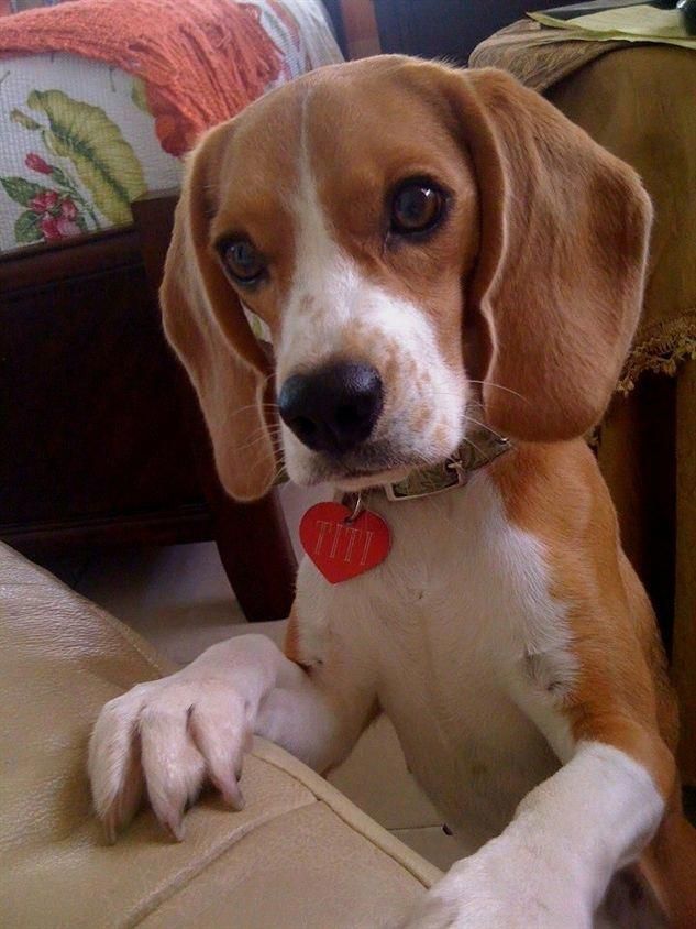 Baby Preparing And Giving Beagle His Dog Food Charlie The Dog