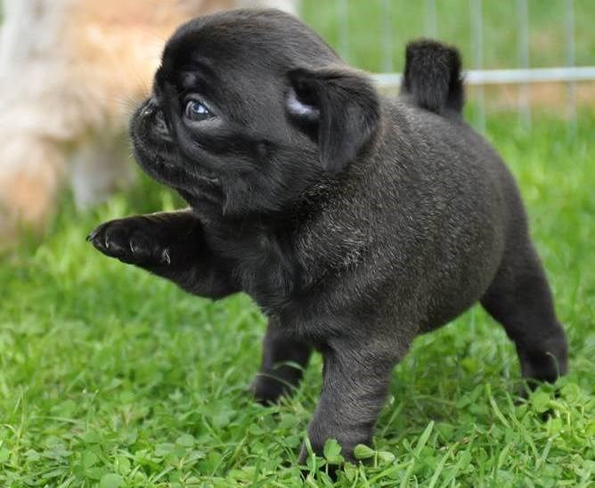 Cute Black Pug Puppy Pug Cute Pugs Black Pug Puppies Pug Dog