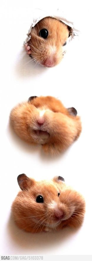 Mobile hamster.com cute