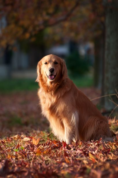 cool names for golden retrievers best 25 golden retriever names ideas on cool names for golden retrievers best 25 golden retriever names ideas on