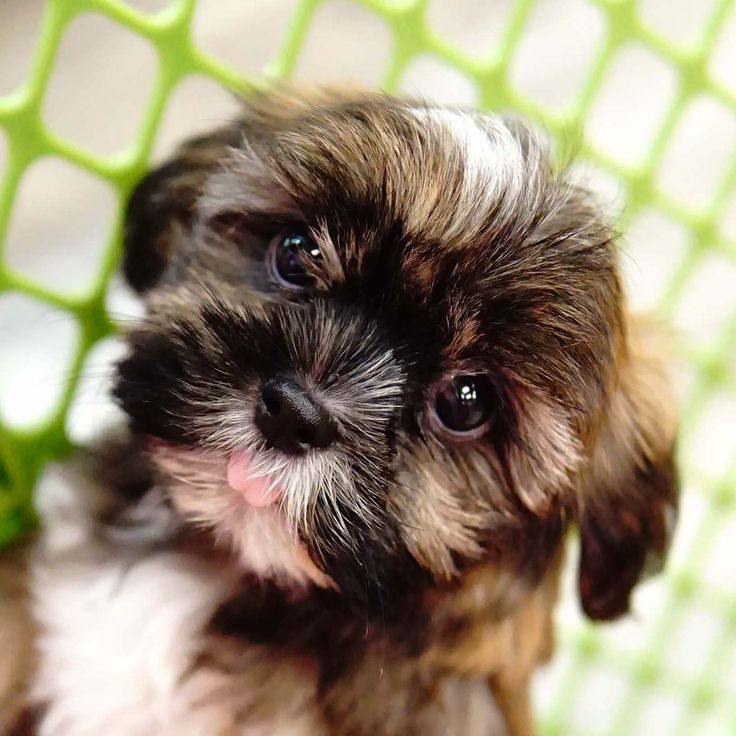 Teddy Bear - Forever Love Puppies | Teddy bear dog, Puppies, Puppy breeds