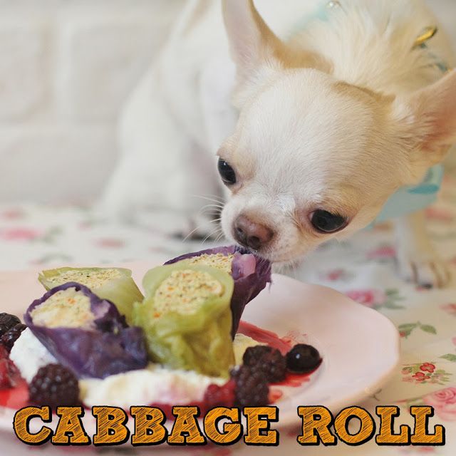 cabbage for dogs 17 best food images on homes boys and candies cabbage for dogs 17 best food images on homes boys and candies