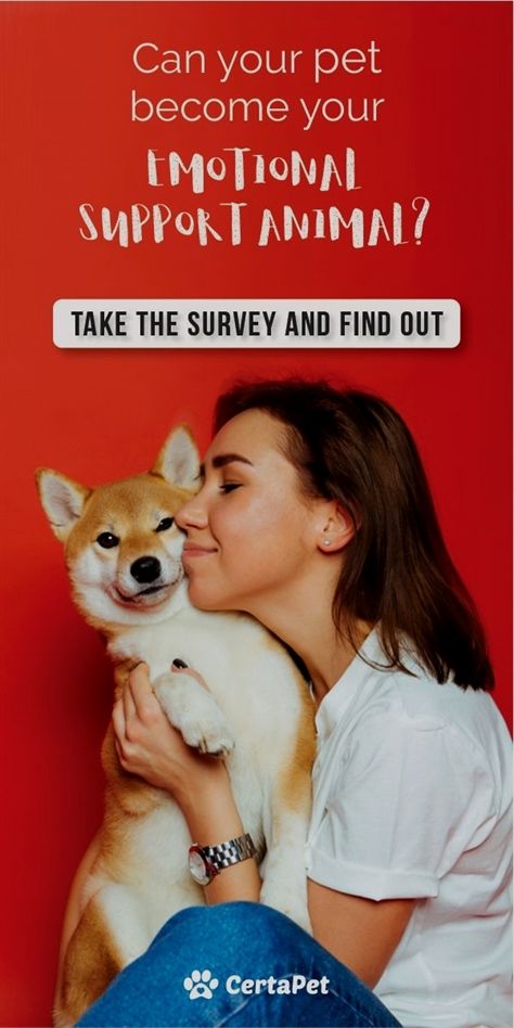 Dog Training K9 1 Dog Training Quad Cities Dog Training Tricks