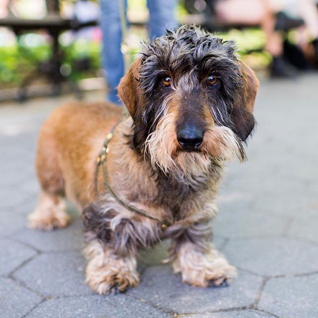 Lutte Wirehaired Dachshund 8 Y O Washington Square Park New