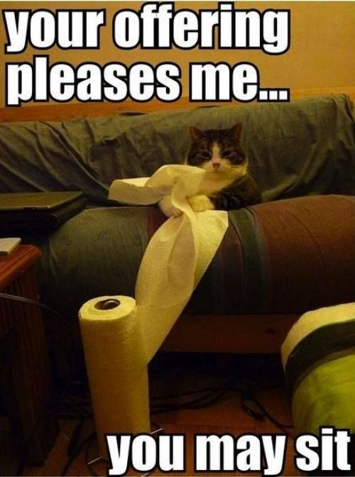 Cat Towel Animal Cat Towel Animal
