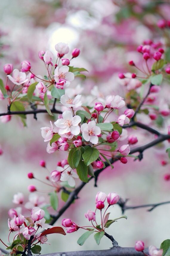 Best 10 Cherry Tree Ideas On Pinterest Pink Trees Fruit Best 10 Cherry Tree Ideas On Pinterest Pink Trees Fruit And