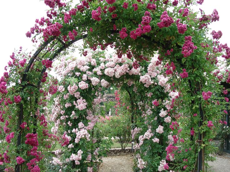 Most Beautiful Rose Gardens In The World 155 best roses images on pinterest | climbing roses, garden roses Most Beautiful Rose Gardens In The World 155 best roses images on pinterest | climbing roses, garden roses