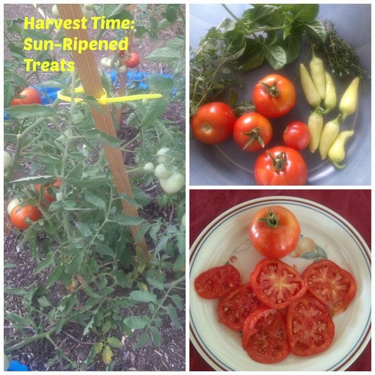 13 best Kid Pool Gardens images on Pinterest Sun Ripened Tomatoes from the Kid Pool Garden