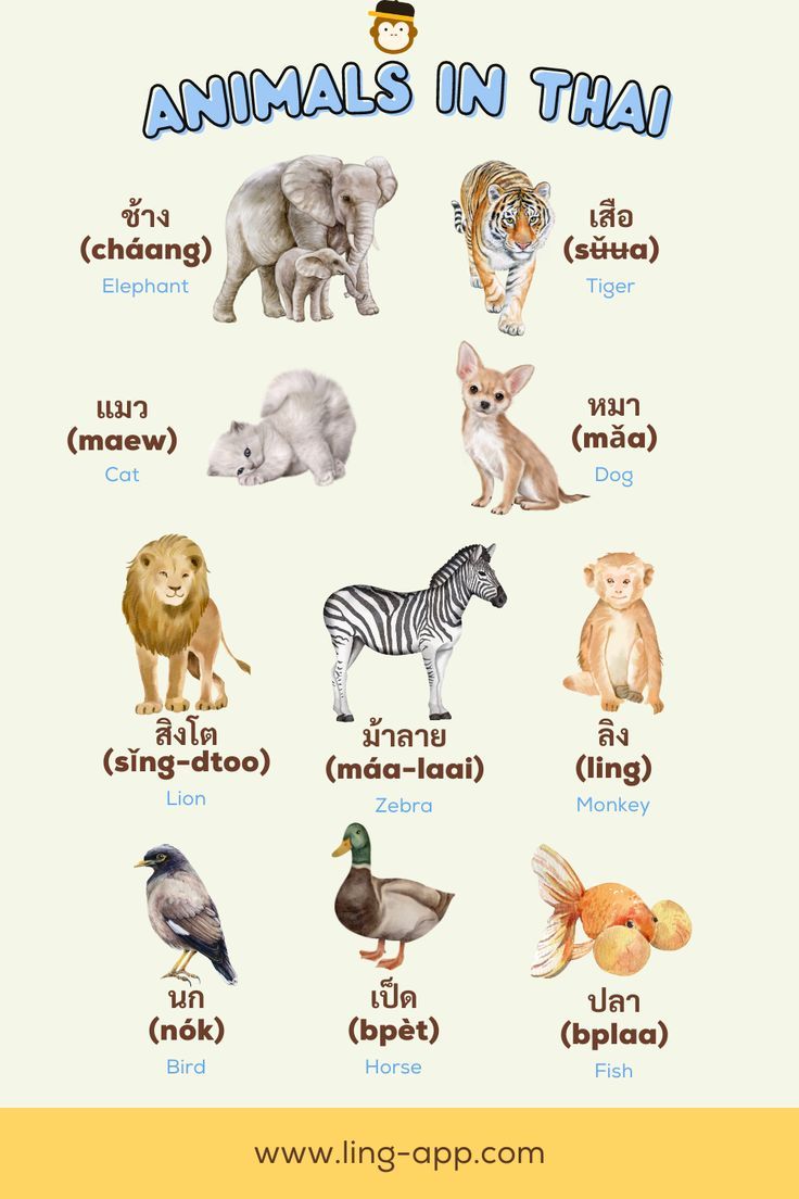 Animal Names In Thai In 2023 Thailand Language Learn Thai animal-names-in-thai-in-2023-thailand-language-learn-thai