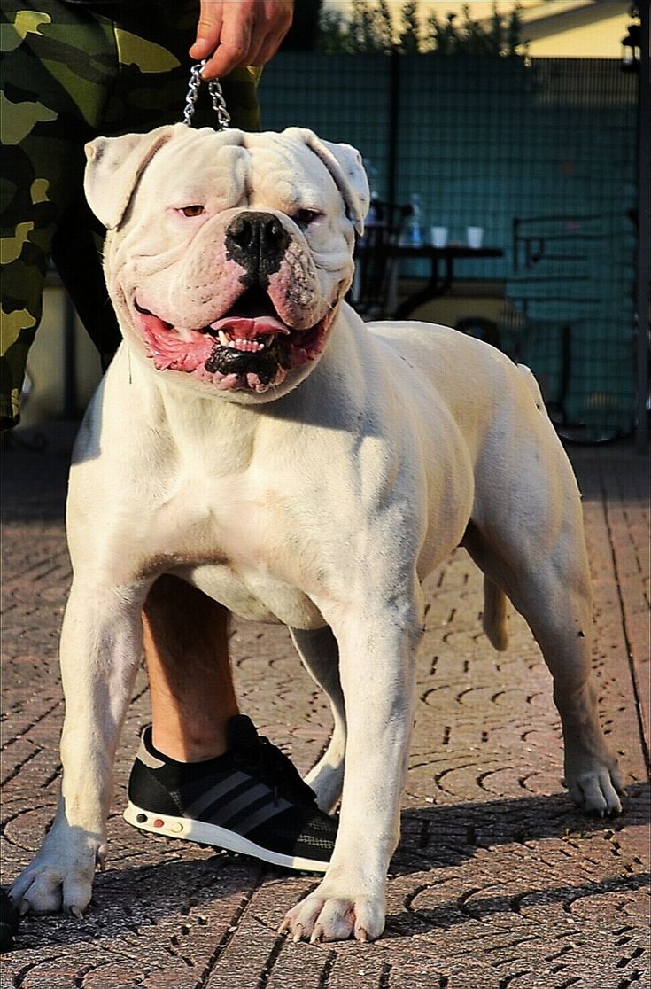 Lp S Sem Dog Friends Dog Owner Humor Dog Breeds