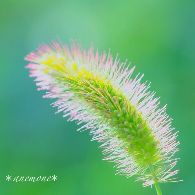 エノコログサ 狗尾草 猫じゃらし ネコジャラシ Green Foxtail 植物 エノコログサ 狗尾草 猫じゃらし ネコジャラシ Green Foxtail 植物