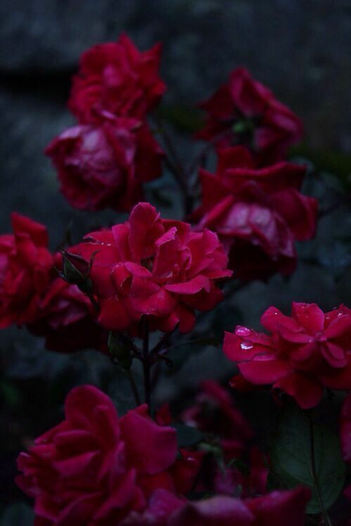 image result for red roses tumblr background bks apartment