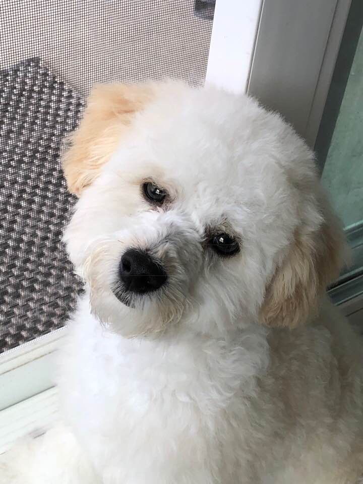 Pin On Poodle Hair Cuts