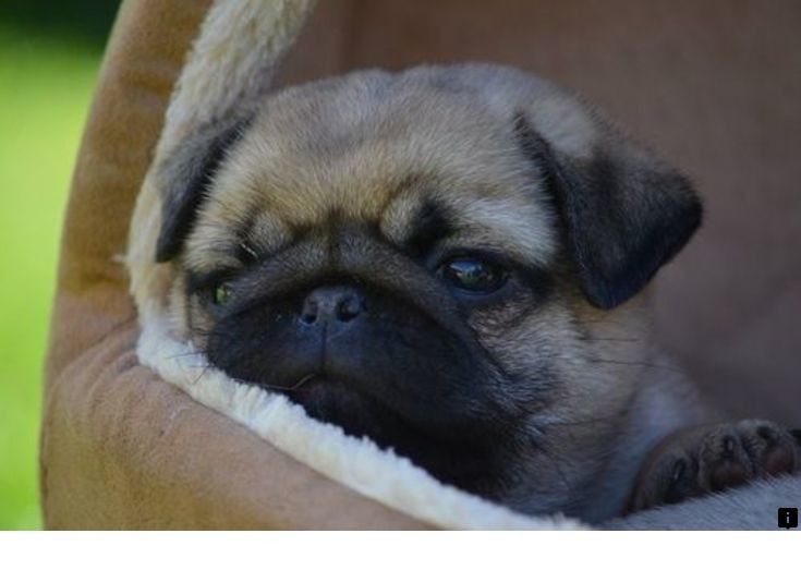 Read Information On Miniature Pug Simply Click Here To Read More