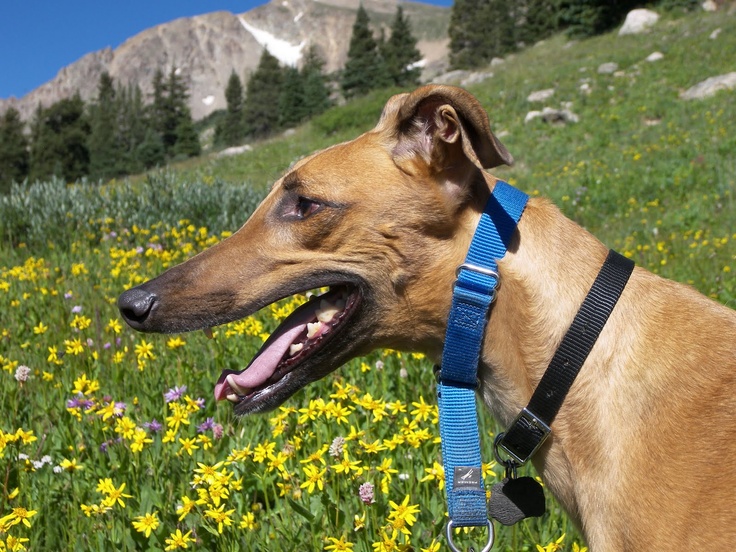 British Greyhound Results British Greyhound Results