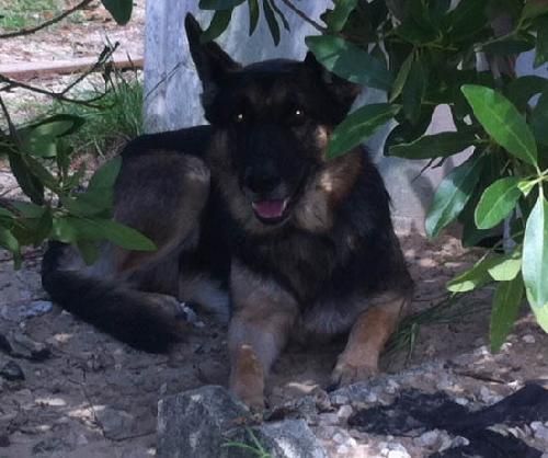 german shepherd rescue florida best 25 large german shepherd ideas on german shepherd rescue florida best 25 large german shepherd ideas on
