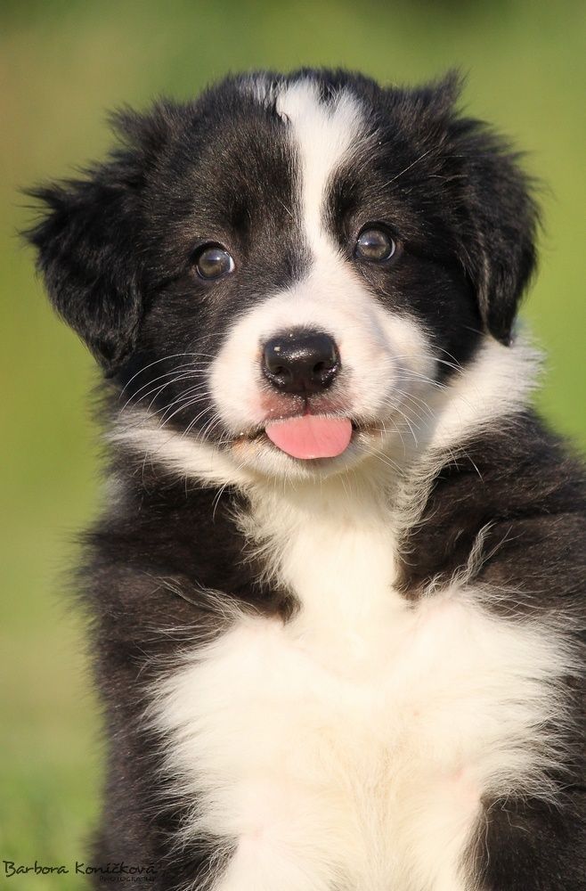 border collie puppies pa 25 b 228 sta boarder collie puppy id 233 erna p 229 border collies border collie border collie puppies pa 25 b 228 sta boarder collie puppy id 233 erna p 229 border collies border collie