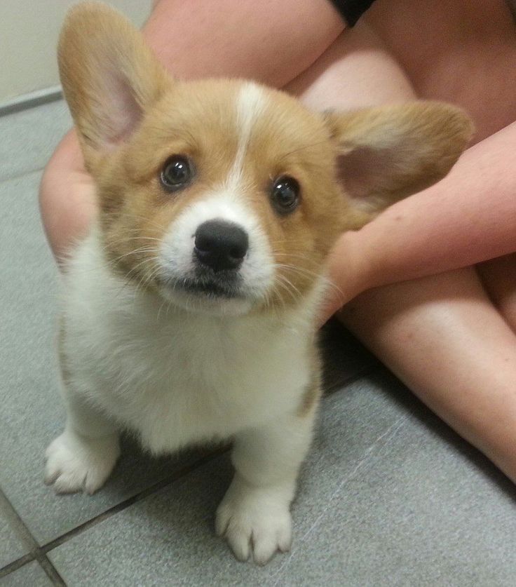 find corgi puppies 1499 best corgi puppies images on animal babies corgi and corgis find corgi puppies 1499 best corgi puppies images on animal babies corgi and corgis
