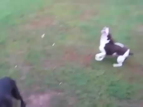 I LOVE THIS! Absolutely adorable! Looks like my labradoodle. Barking mad: The do