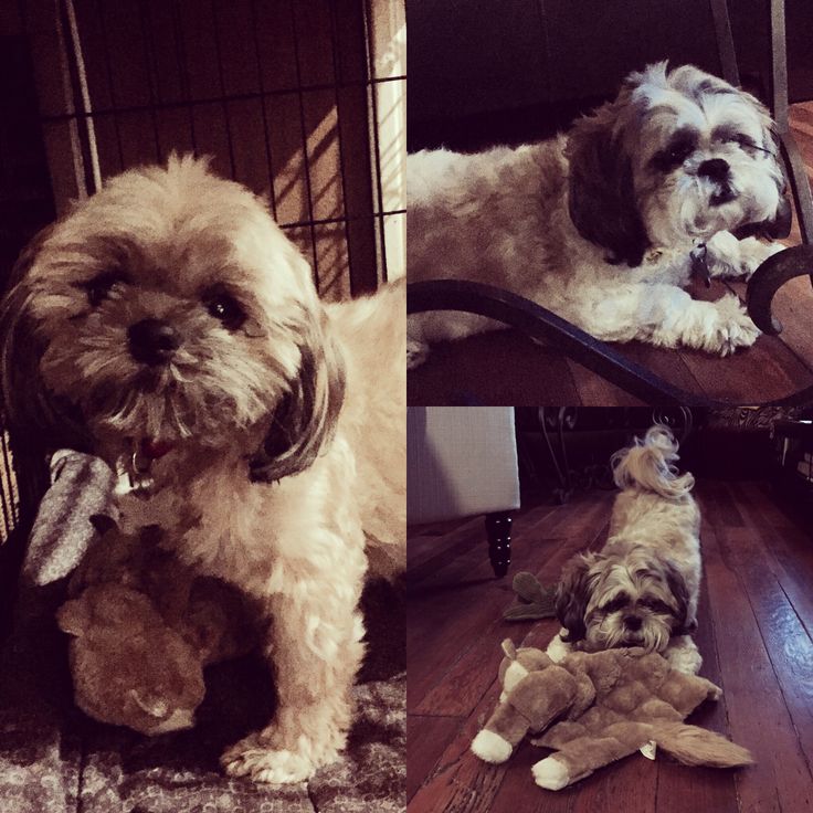 are shih tzu easy to potty 30 best dogs in need of help in los angeles ca images on are shih tzu easy to potty 30 best dogs in need of help in los angeles ca images on