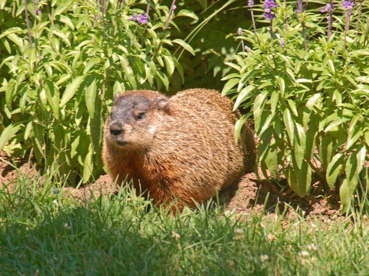 groundhog day quotes prognosticator groundhog day quotes prognosticator 28 images groundhog day quotes prognosticator groundhog day quotes prognosticator 28 images