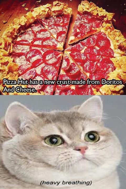 LIFE MADE | Heavy breathing meme, Heavy breathing cat meme, Heavy ... Heavy Breathing Cat Picture