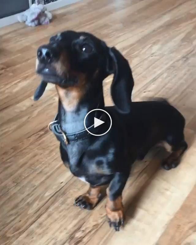 Funny Dachshund Funnyanimals Funnyanimalvideos Animalvideos En