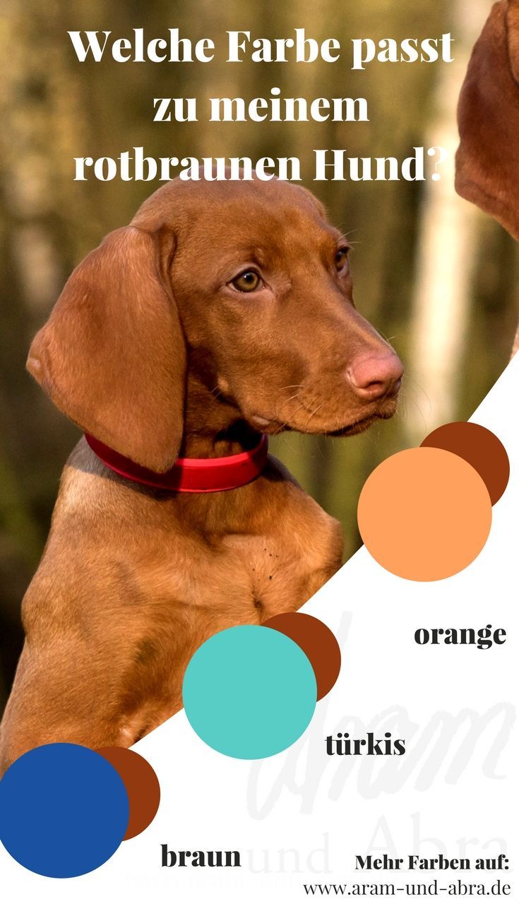 Hundeknochen Test 2020 Unsere Top Empfehlungen Im Vergleich