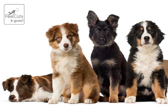 Nombres Para Perros Top 100 Más Bonitos Y Originales Nombres De Perro Hembra Nombres Para Perros Machos Nombres De Perros