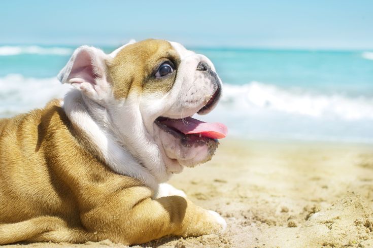 English Bulldog Bulldog Puppies
