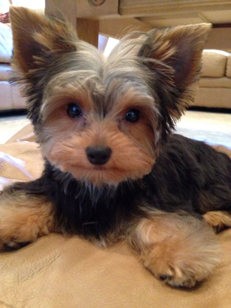 cut yorkie best 25 terrier haircut ideas only on cut yorkie best 25 terrier haircut ideas only on