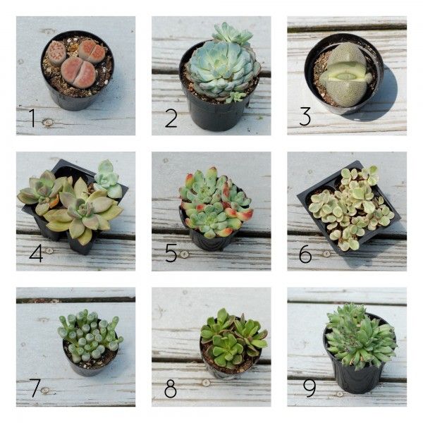 155 Best Garden Succulents Images On Pinterest Cacti Types Of Succulents