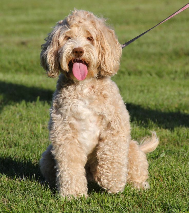 labradoodle puppies ma 25 b 228 sta labradoodle breeders id 233 erna p 229 labradoodles labradoodle och labradoodle puppies ma 25 b 228 sta labradoodle breeders id 233 erna p 229 labradoodles labradoodle och
